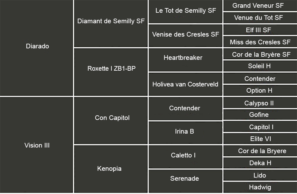 HE15_Hingstar_Stamtavla_Diamar